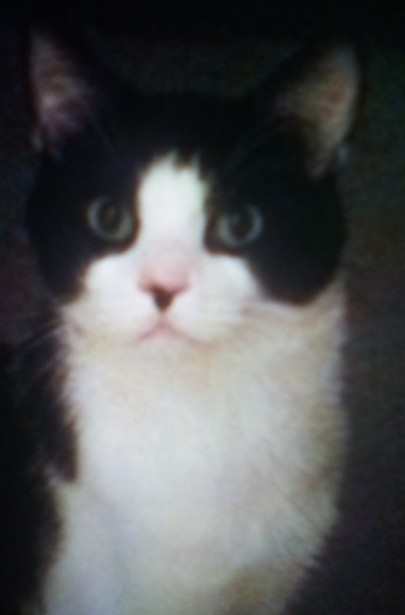 https://pawmaw-images.s3.ap-southeast-1.amazonaws.com/uploads/pets_image/lost_101238.jpg