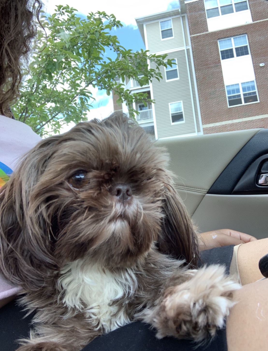 Truffle - the Shih Tzu, New Toy