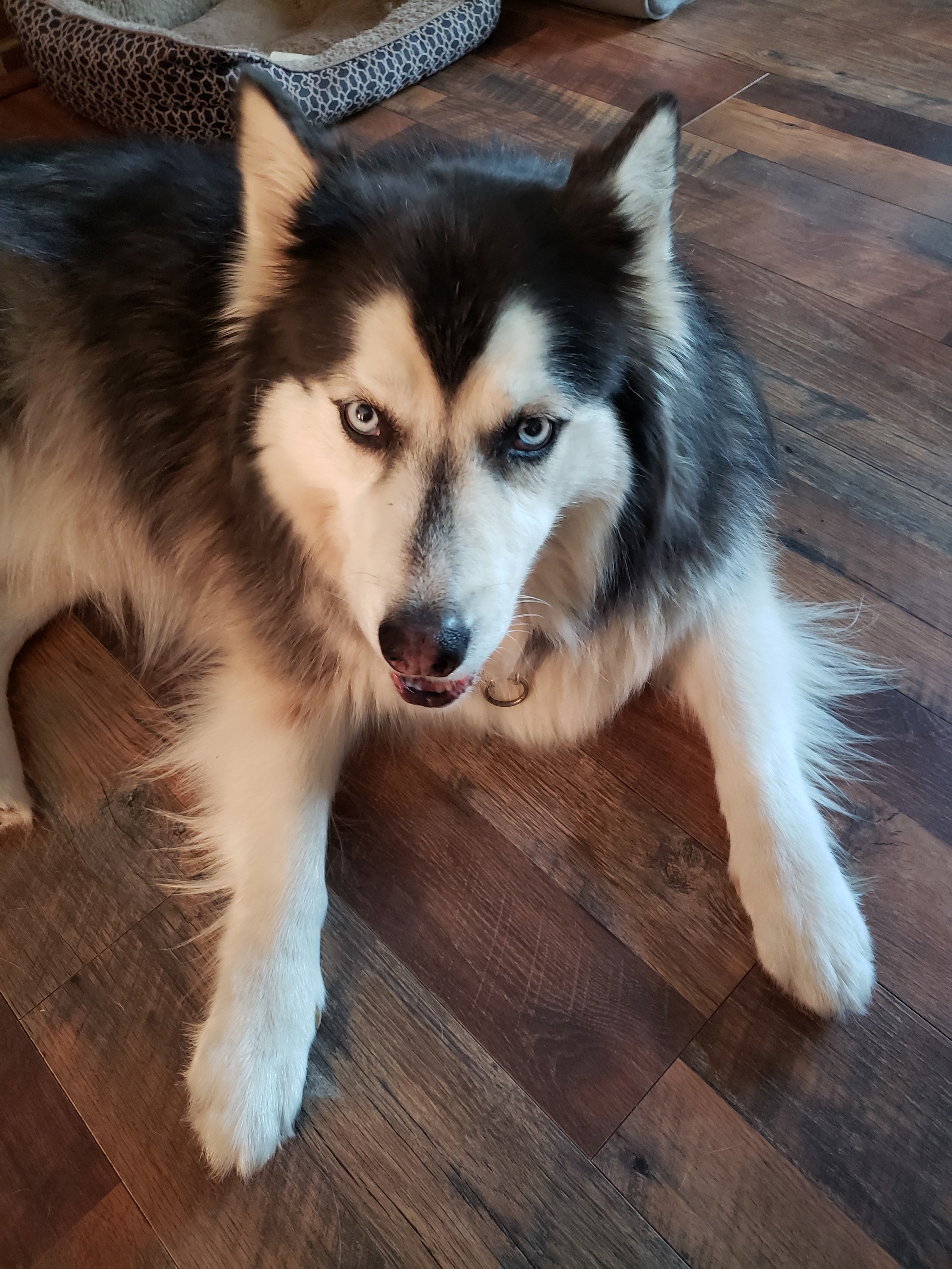 https://pawmaw-images.s3.ap-southeast-1.amazonaws.com/uploads/pets_image/lost_105064.jpg