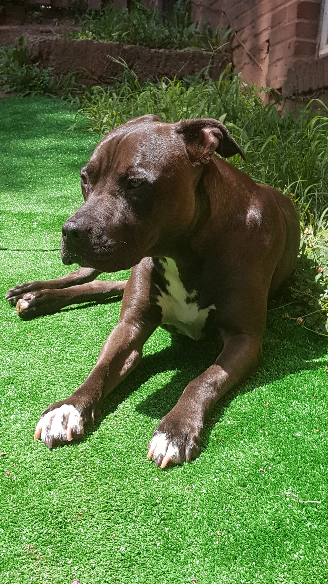 https://pawmaw-images.s3.ap-southeast-1.amazonaws.com/uploads/pets_image/lost_105298.png
