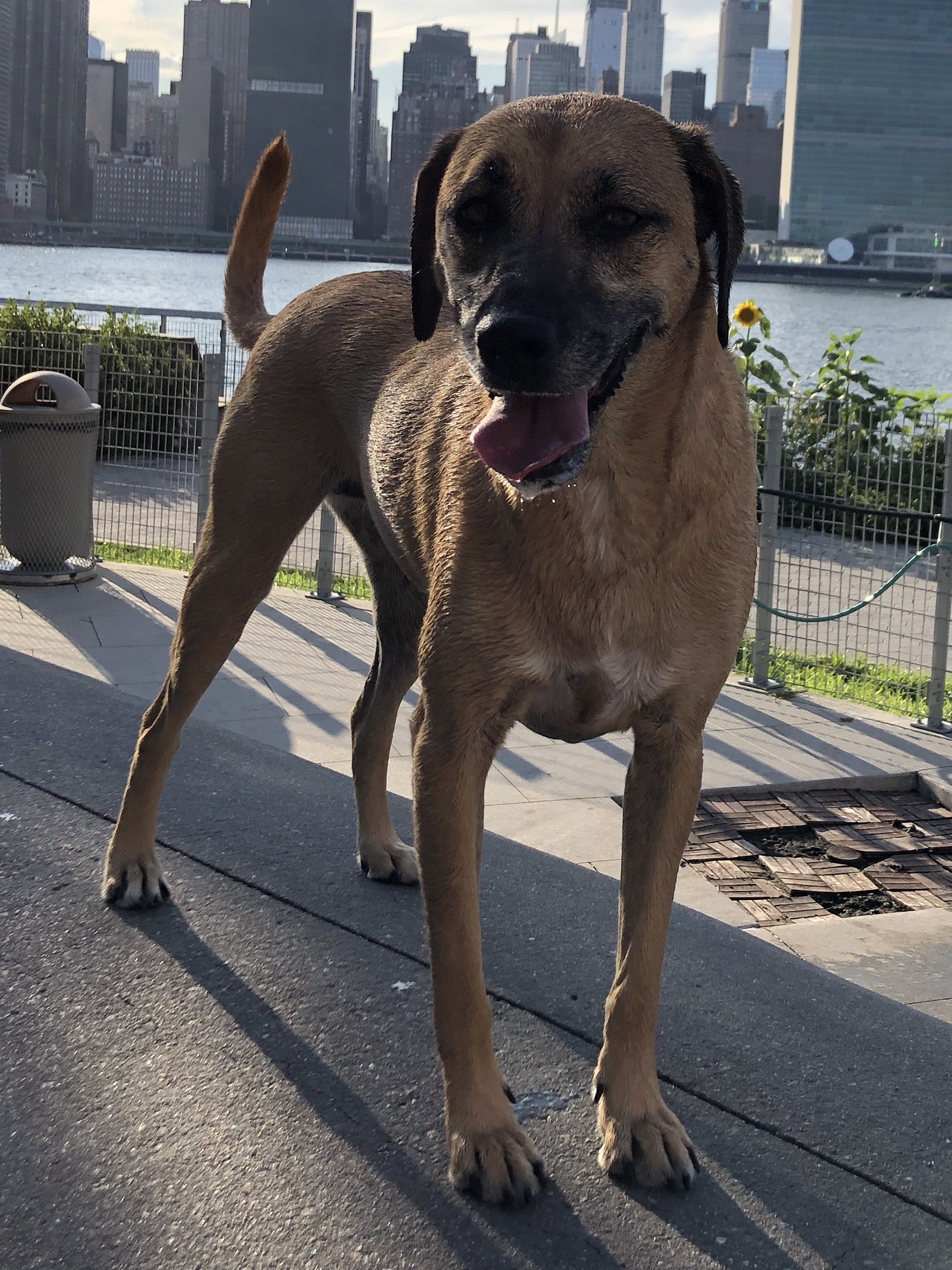 https://pawmaw-images.s3.ap-southeast-1.amazonaws.com/uploads/pets_image/lost_106227.jpeg