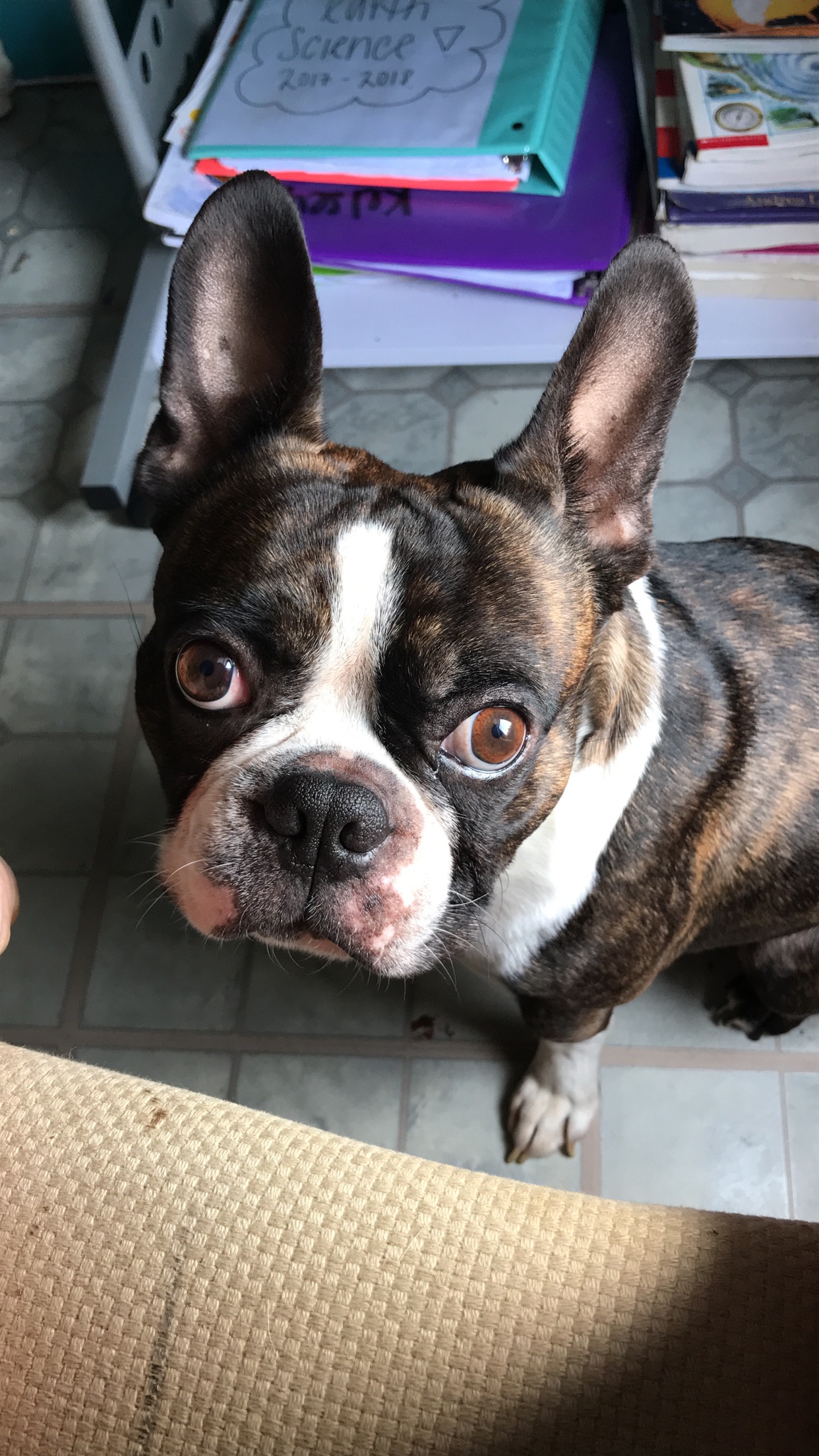 https://pawmaw-images.s3.ap-southeast-1.amazonaws.com/uploads/pets_image/lost_107309.jpeg
