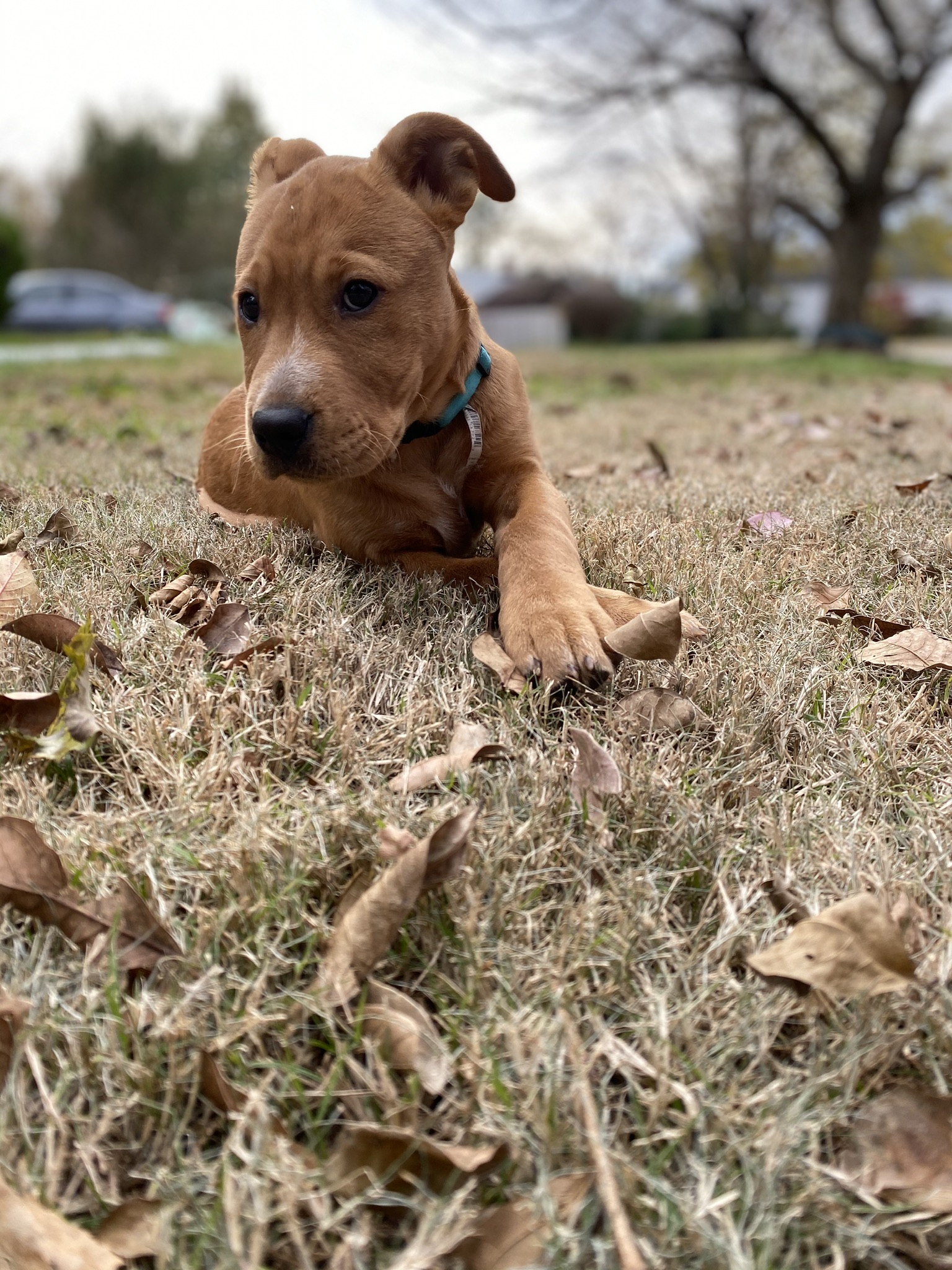 https://pawmaw-images.s3.ap-southeast-1.amazonaws.com/uploads/pets_image/lost_110519.jpeg