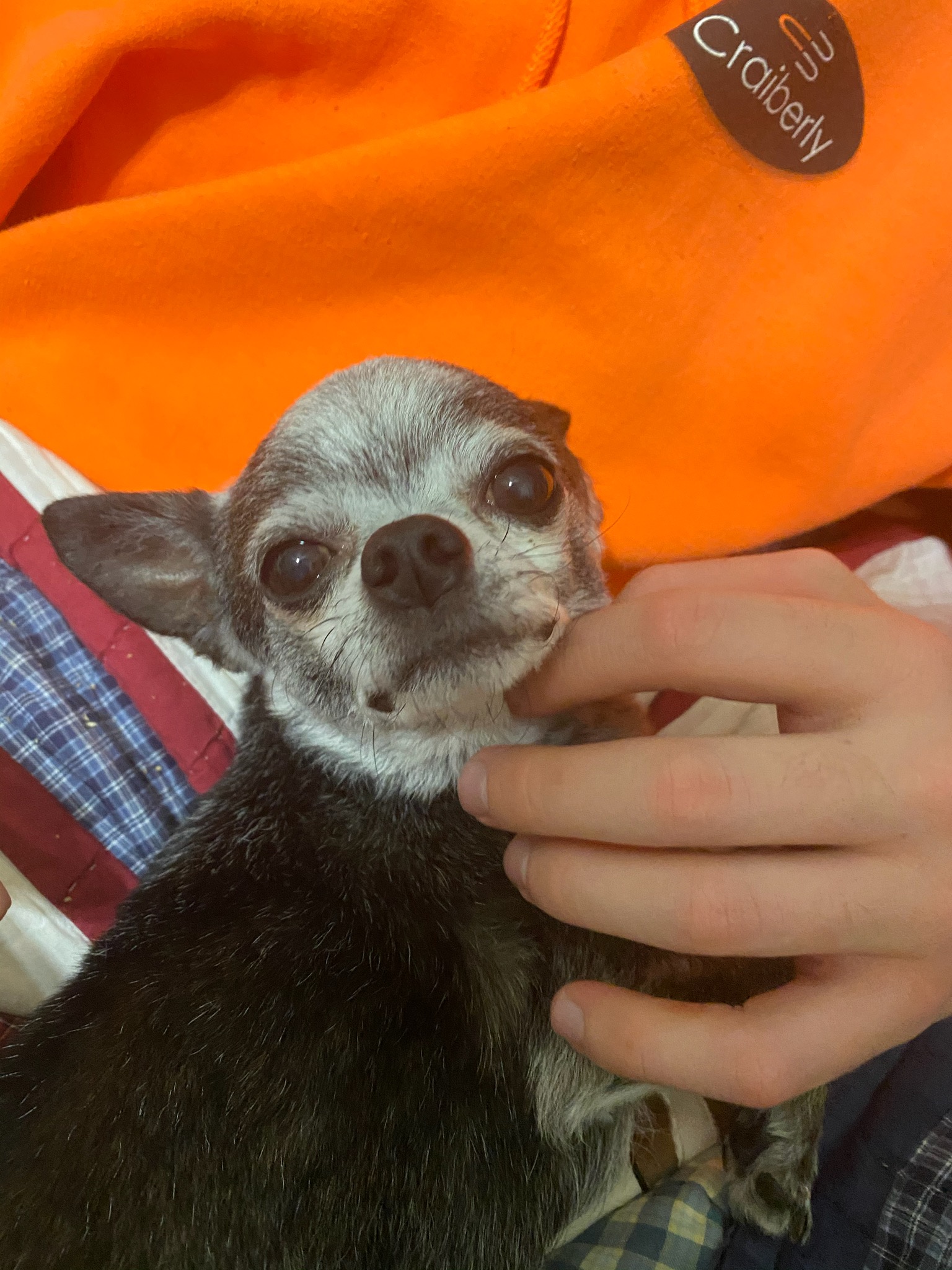 https://pawmaw-images.s3.ap-southeast-1.amazonaws.com/uploads/pets_image/lost_111285.jpg