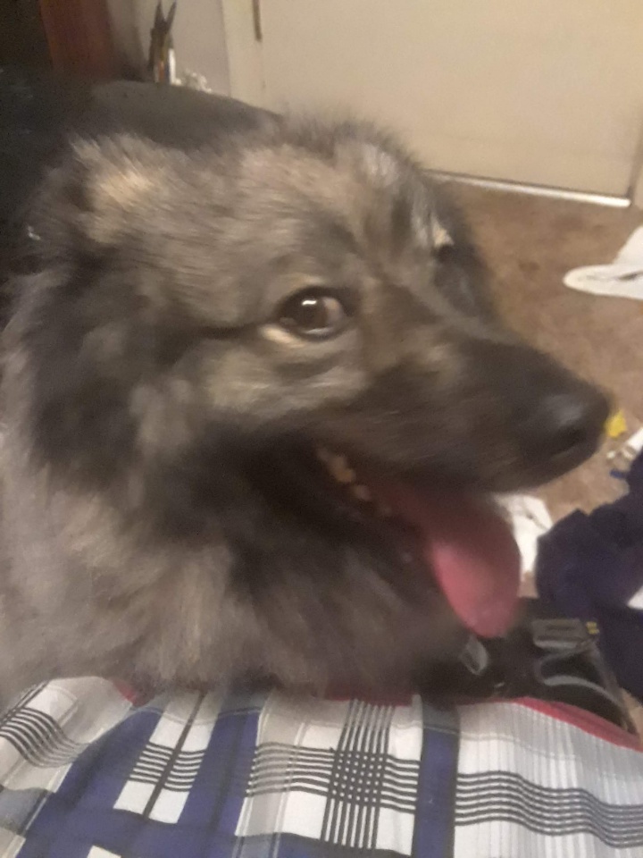 https://pawmaw-images.s3.ap-southeast-1.amazonaws.com/uploads/pets_image/lost_111565.jpg
