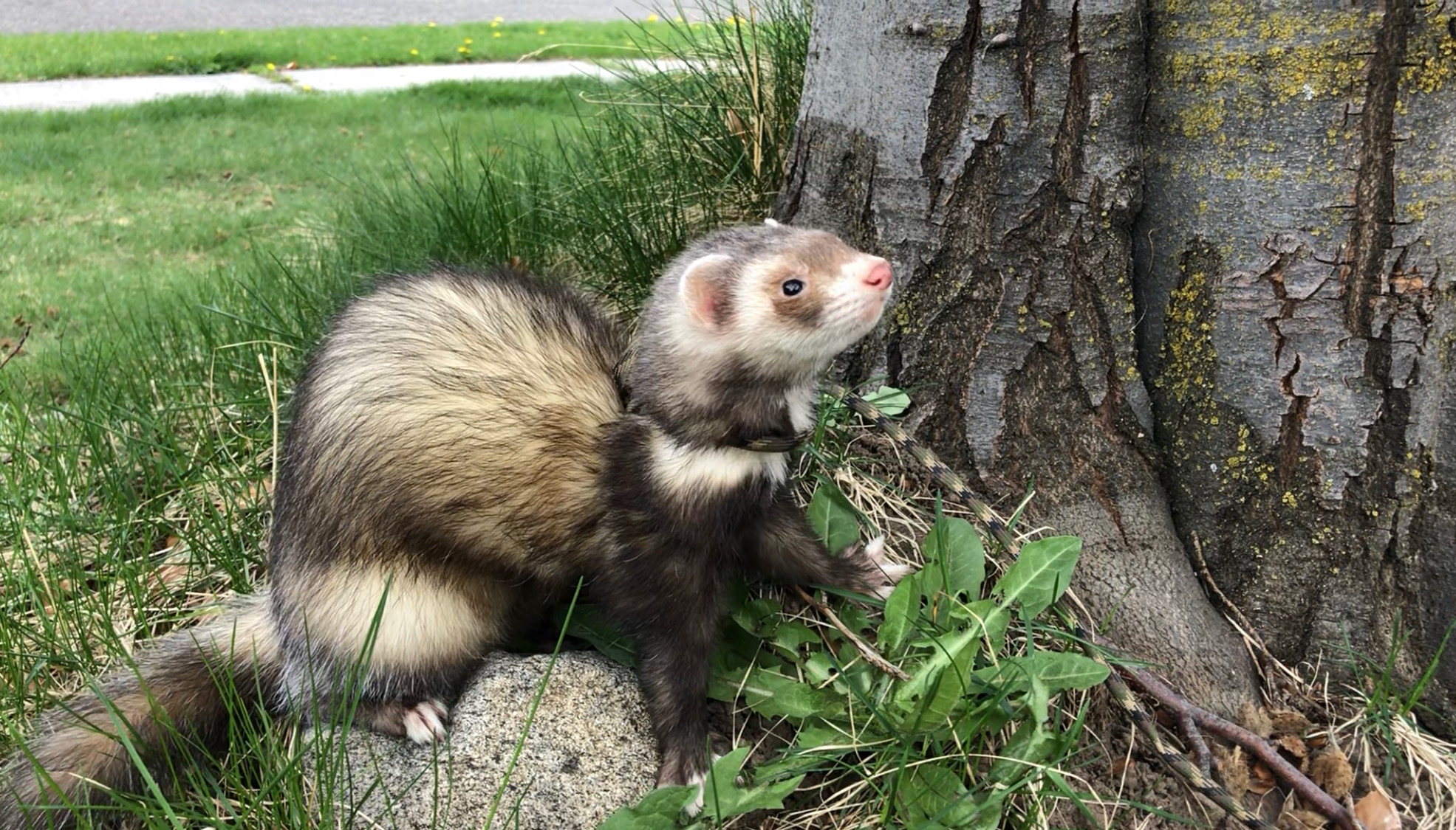 Dallas, TX Lost Male Ferret, Stitch Is Missing