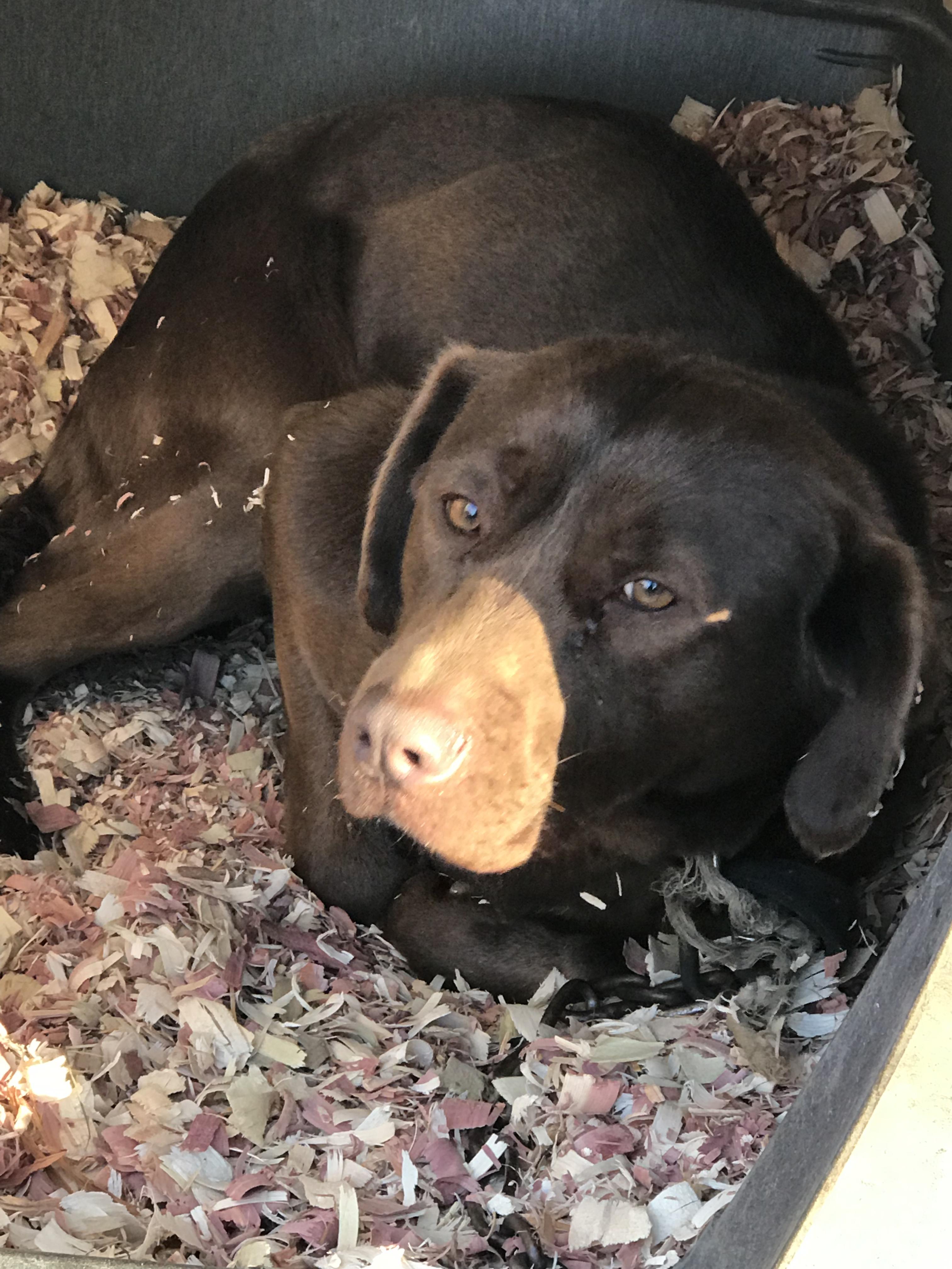 https://pawmaw-images.s3.ap-southeast-1.amazonaws.com/uploads/pets_image/lost_113414.jpeg