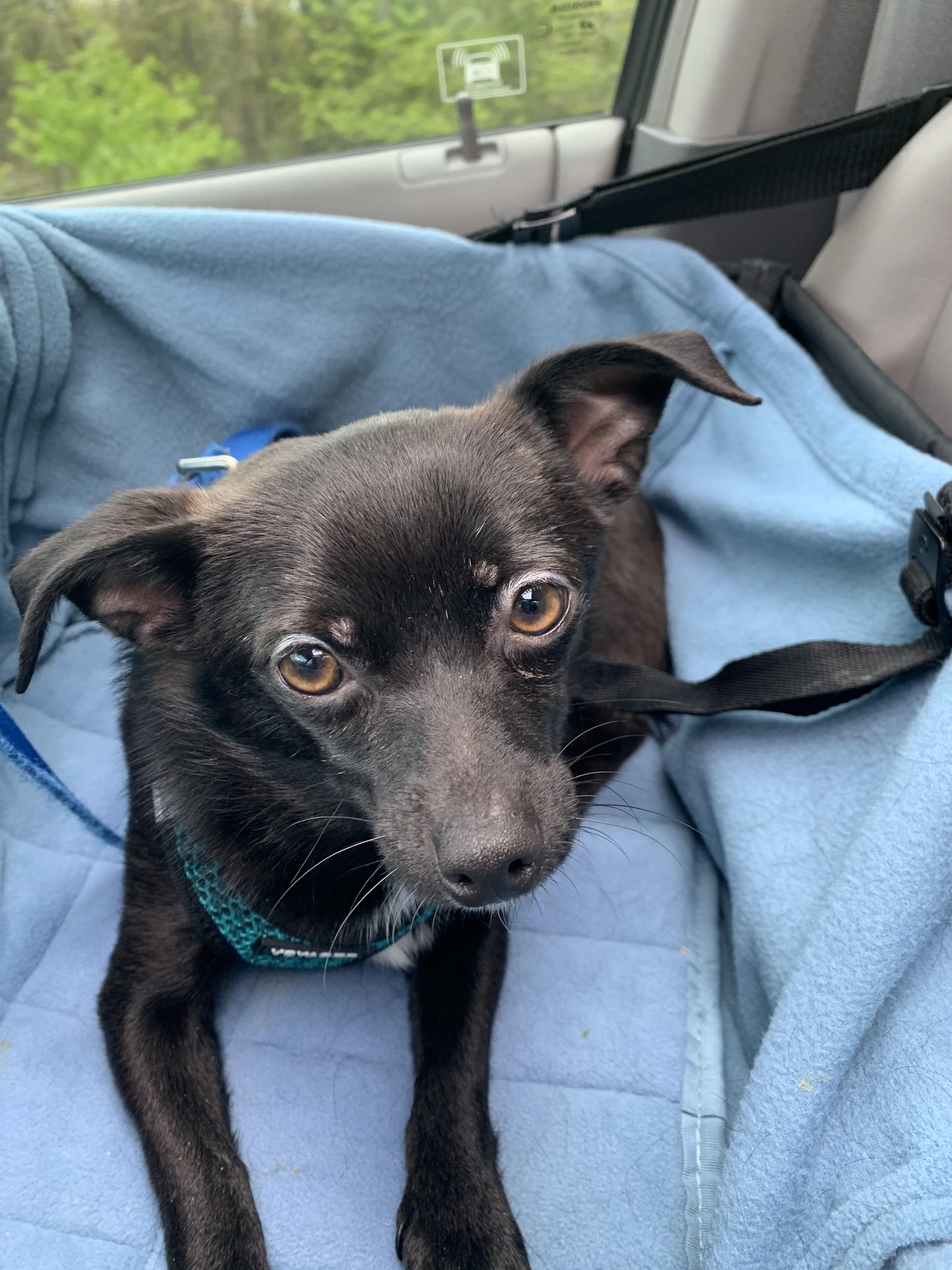 https://pawmaw-images.s3.ap-southeast-1.amazonaws.com/uploads/pets_image/lost_113639.jpg