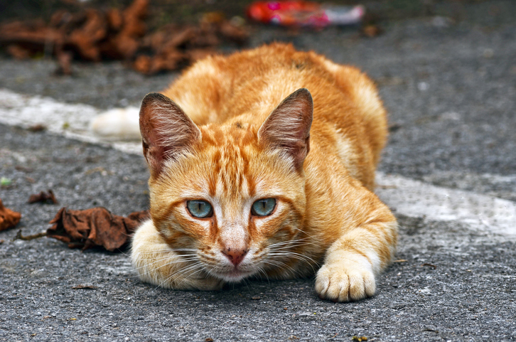 orange cats male