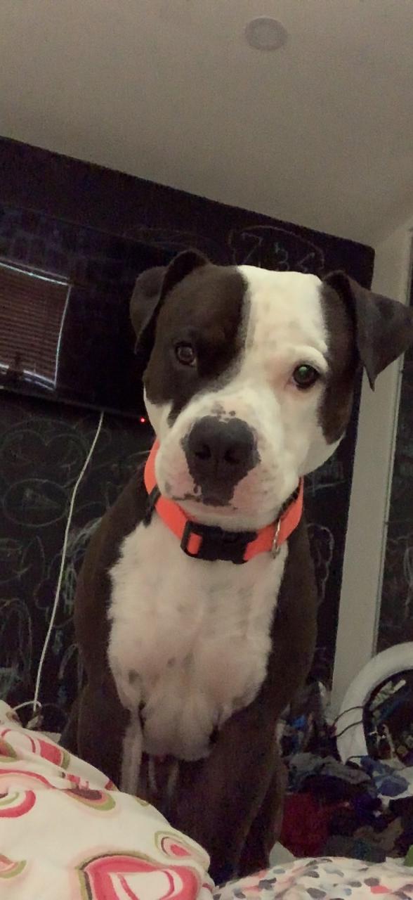 https://pawmaw-images.s3.ap-southeast-1.amazonaws.com/uploads/pets_image/lost_115528.jpeg