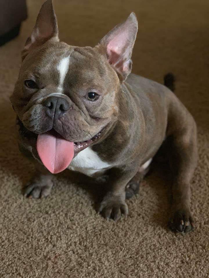 https://pawmaw-images.s3.ap-southeast-1.amazonaws.com/uploads/pets_image/lost_115639.jpeg