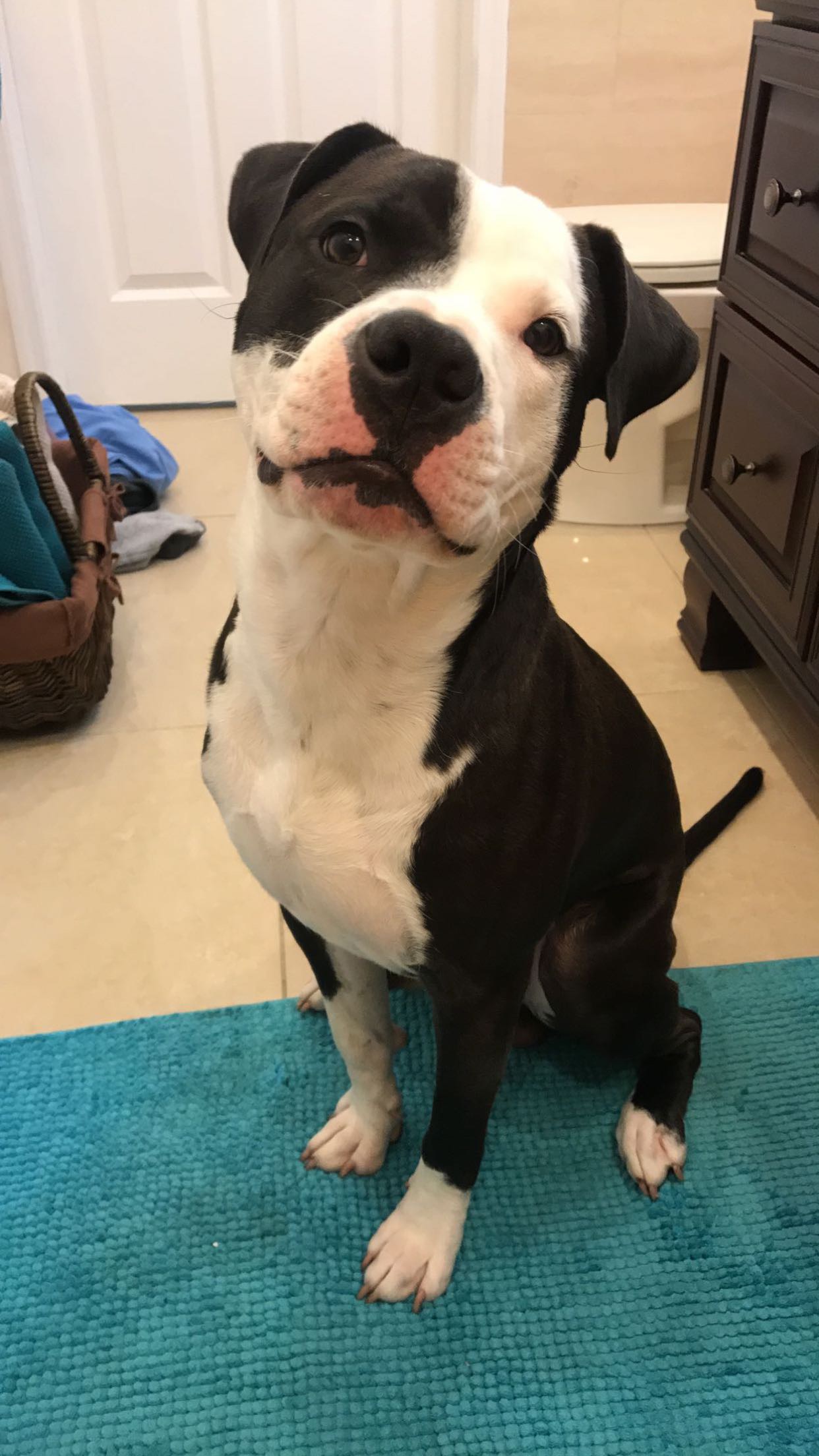 https://pawmaw-images.s3.ap-southeast-1.amazonaws.com/uploads/pets_image/lost_116538.jpeg