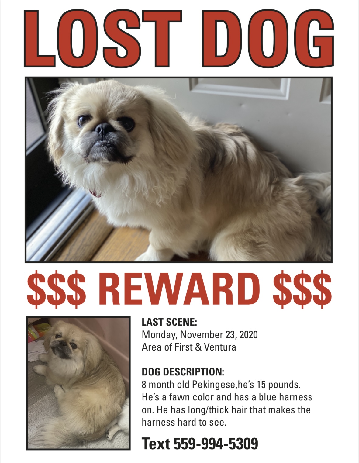 Lost pekingese best sale