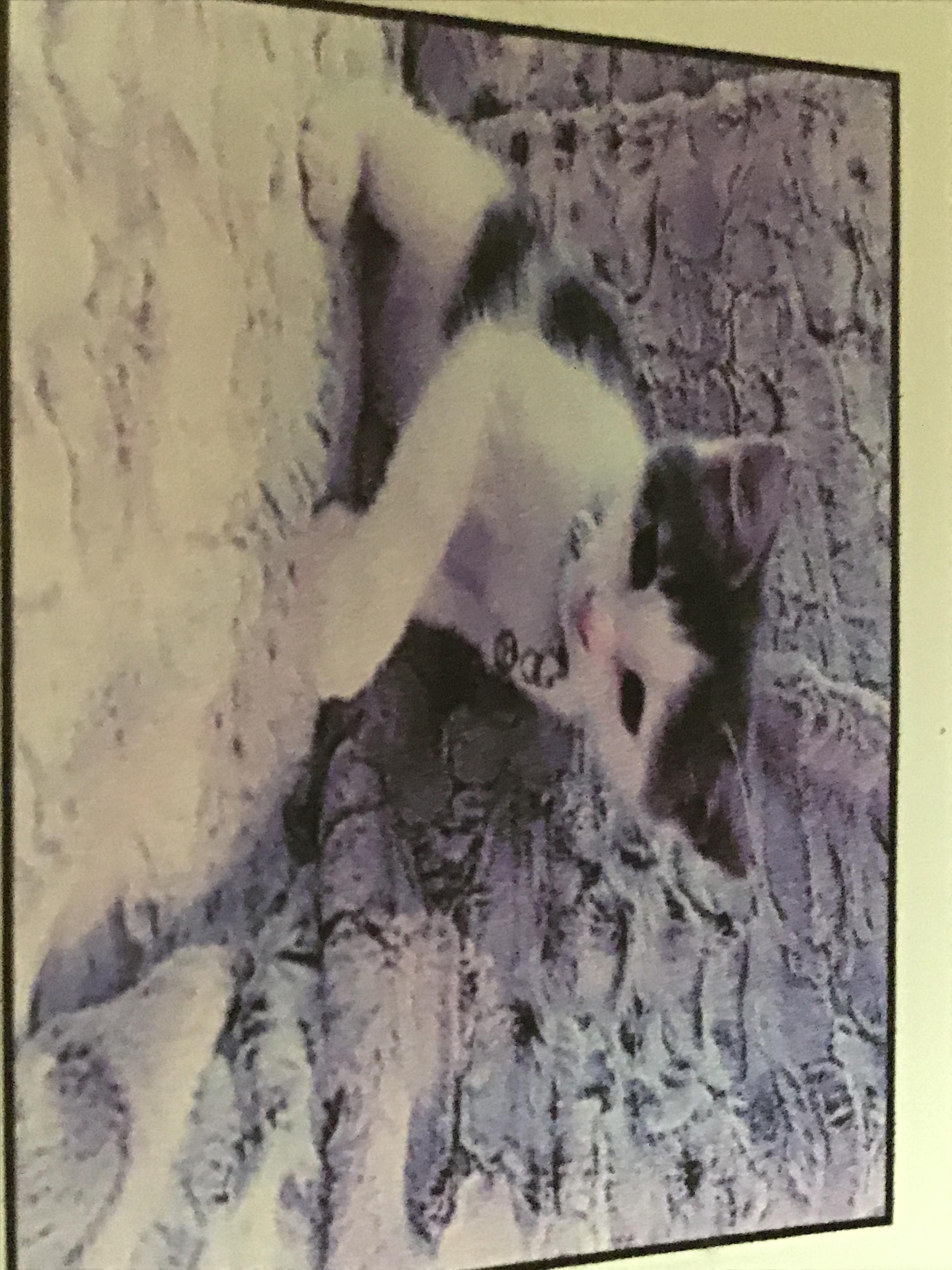 https://pawmaw-images.s3.ap-southeast-1.amazonaws.com/uploads/pets_image/lost_117169.jpg