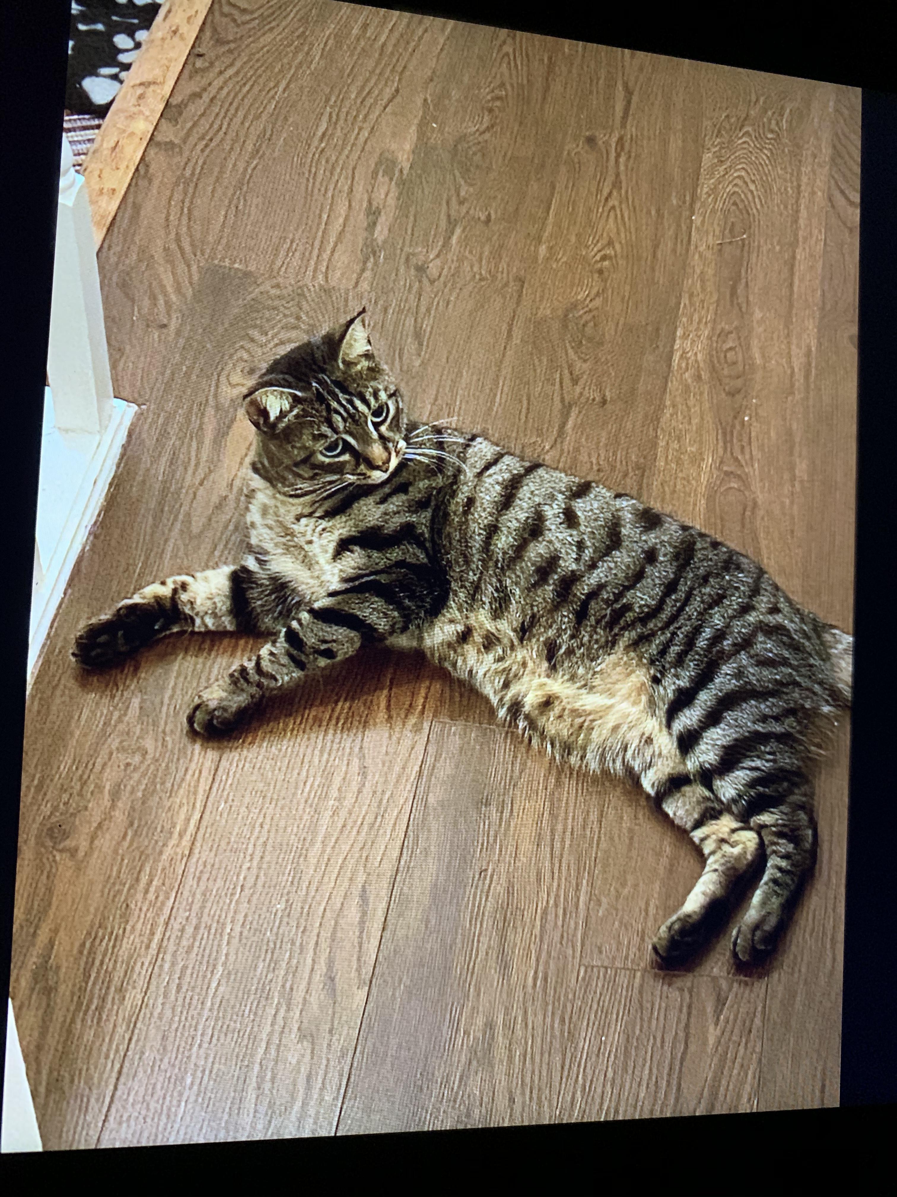 https://pawmaw-images.s3.ap-southeast-1.amazonaws.com/uploads/pets_image/lost_117239.jpeg