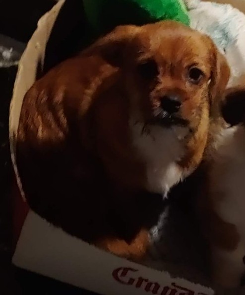 https://pawmaw-images.s3.ap-southeast-1.amazonaws.com/uploads/pets_image/lost_117481.jpeg
