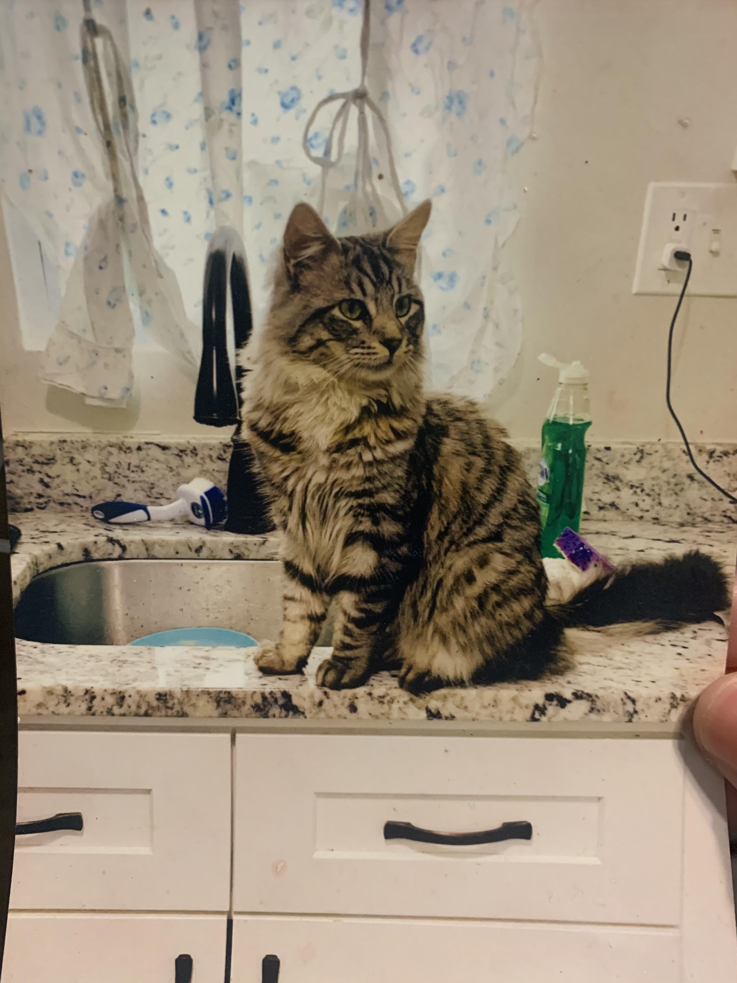 https://pawmaw-images.s3.ap-southeast-1.amazonaws.com/uploads/pets_image/lost_118129.jpeg