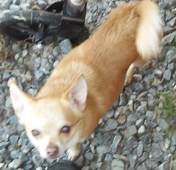 https://pawmaw-images.s3.ap-southeast-1.amazonaws.com/uploads/pets_image/lost_118809.jpeg