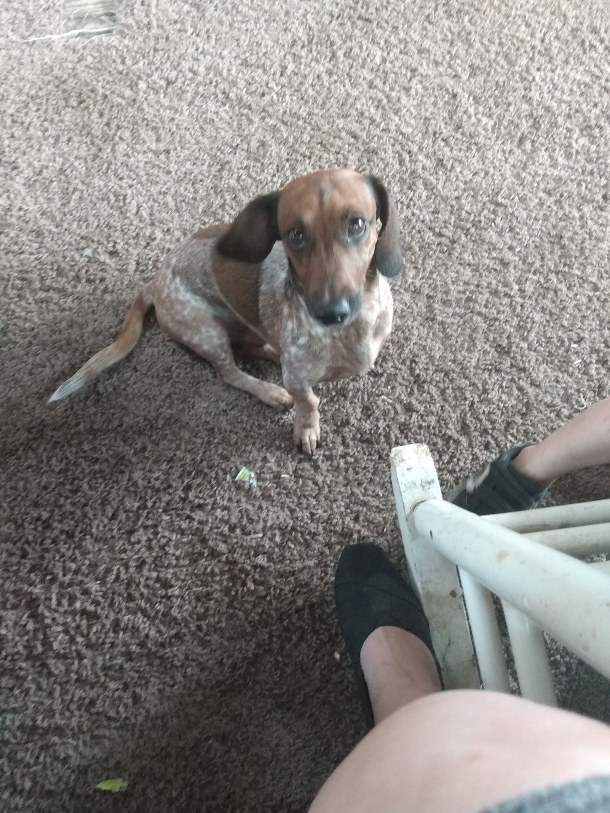 Wilbert A Male Dog Lost 6850, Rosemont Drive, Lucerne, California