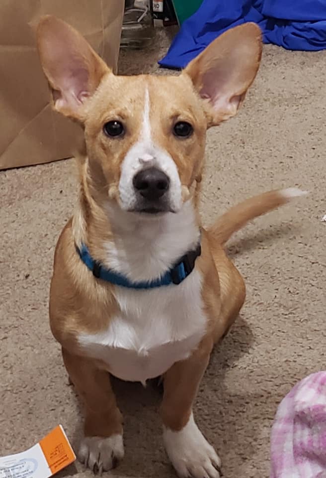 Wilbert A Male Dog Lost 6850, Rosemont Drive, Lucerne, California