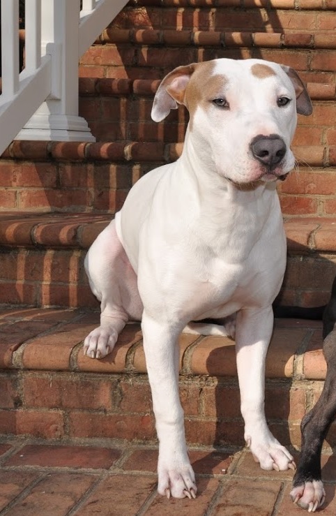 https://pawmaw-images.s3.ap-southeast-1.amazonaws.com/uploads/pets_image/lost_120015.jpg