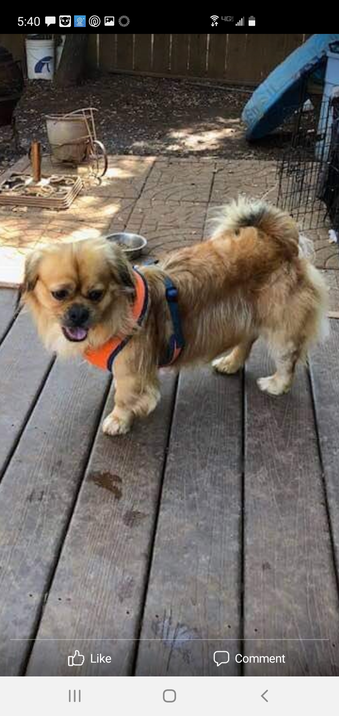 Wilbert A Male Dog Lost 6850, Rosemont Drive, Lucerne, California