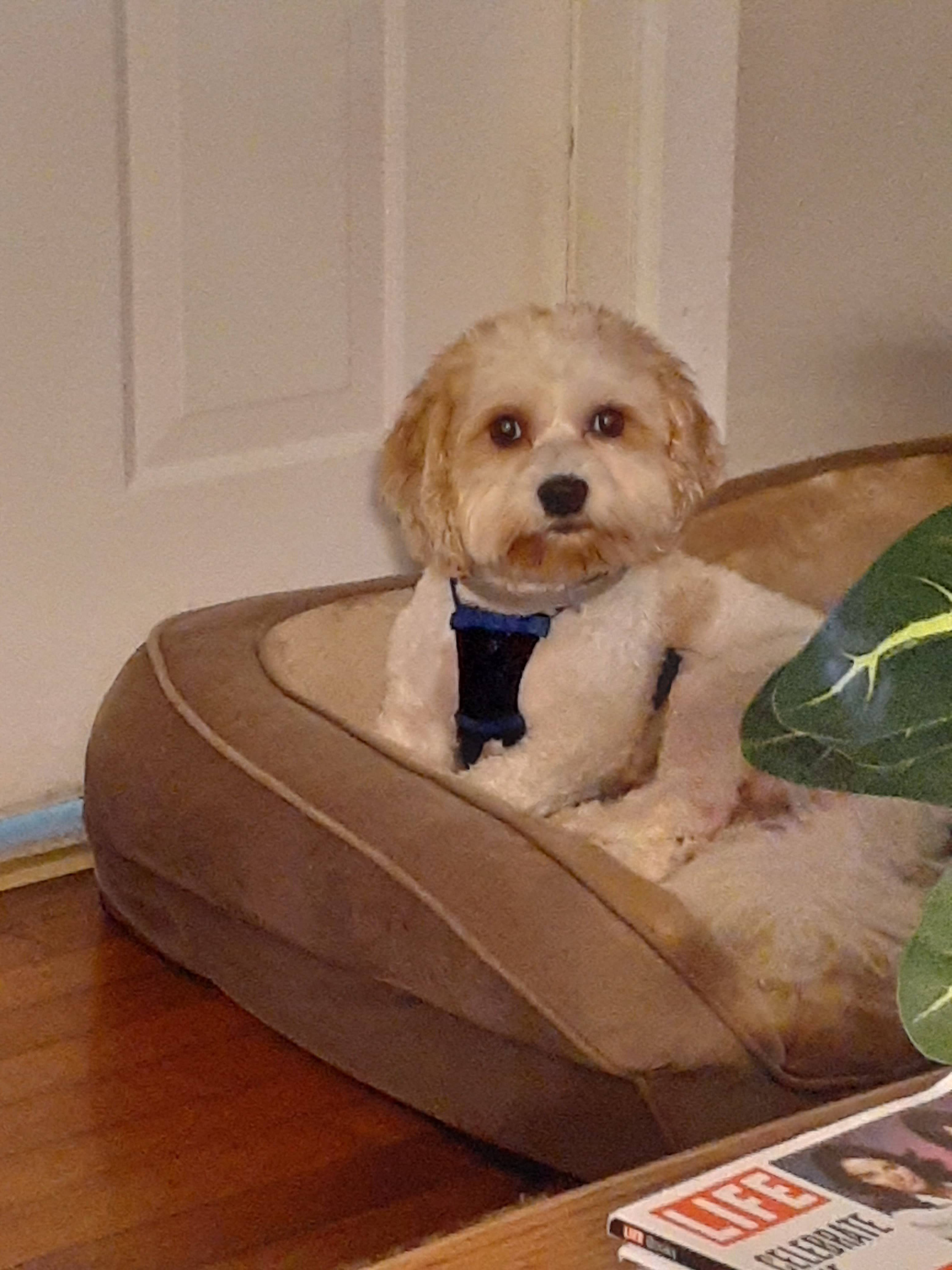 https://pawmaw-images.s3.ap-southeast-1.amazonaws.com/uploads/pets_image/lost_120826.jpeg