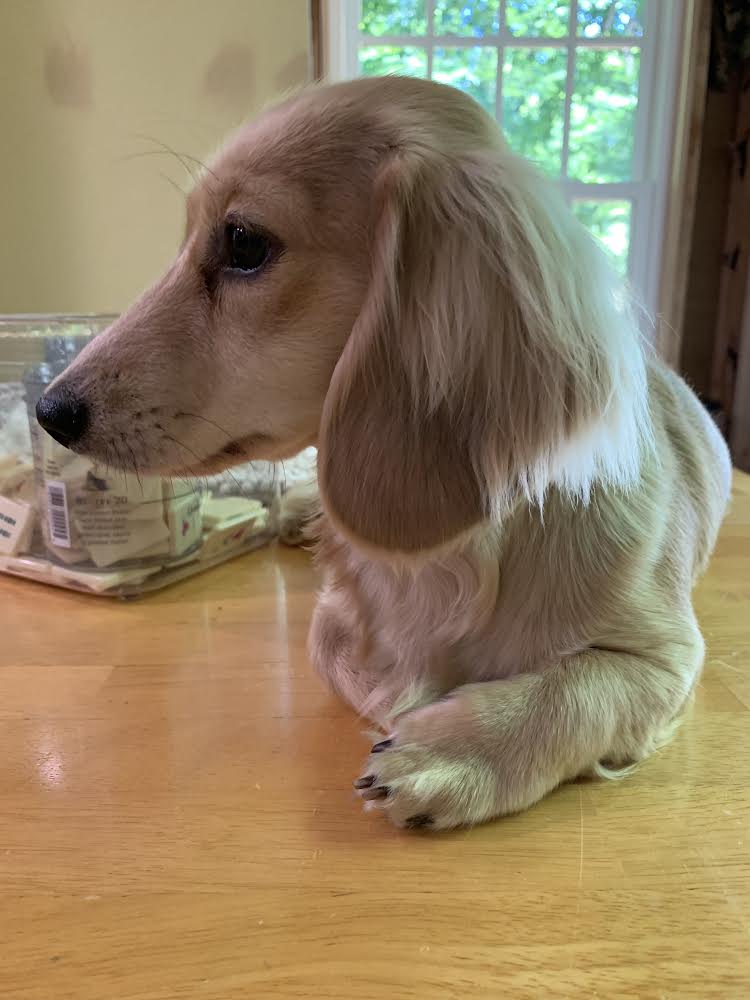 https://pawmaw-images.s3.ap-southeast-1.amazonaws.com/uploads/pets_image/lost_121096.jpeg
