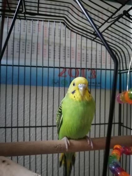 Mango A Male Bird Lost 244th Place Southeast Issaquah