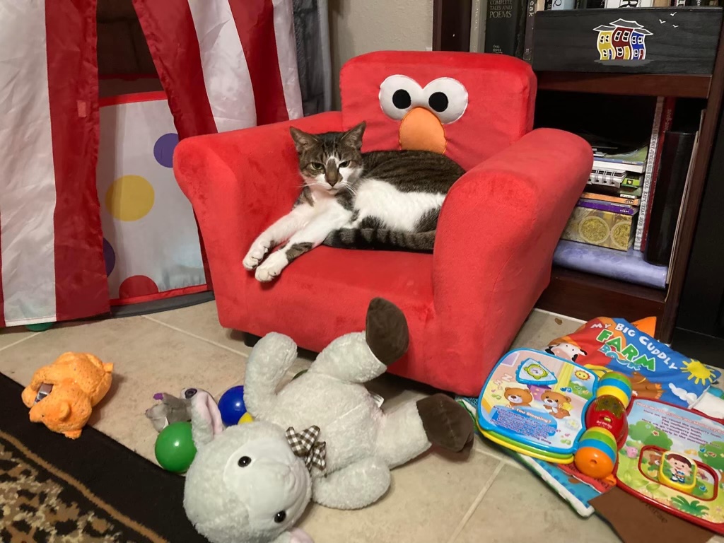 Lea A Female Dog Lost Coralberry Road, The Woodlands, Texas, 77381