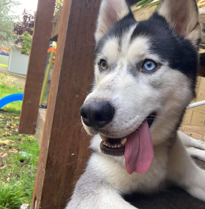 Wilbert A Male Dog Lost 6850, Rosemont Drive, Lucerne, California