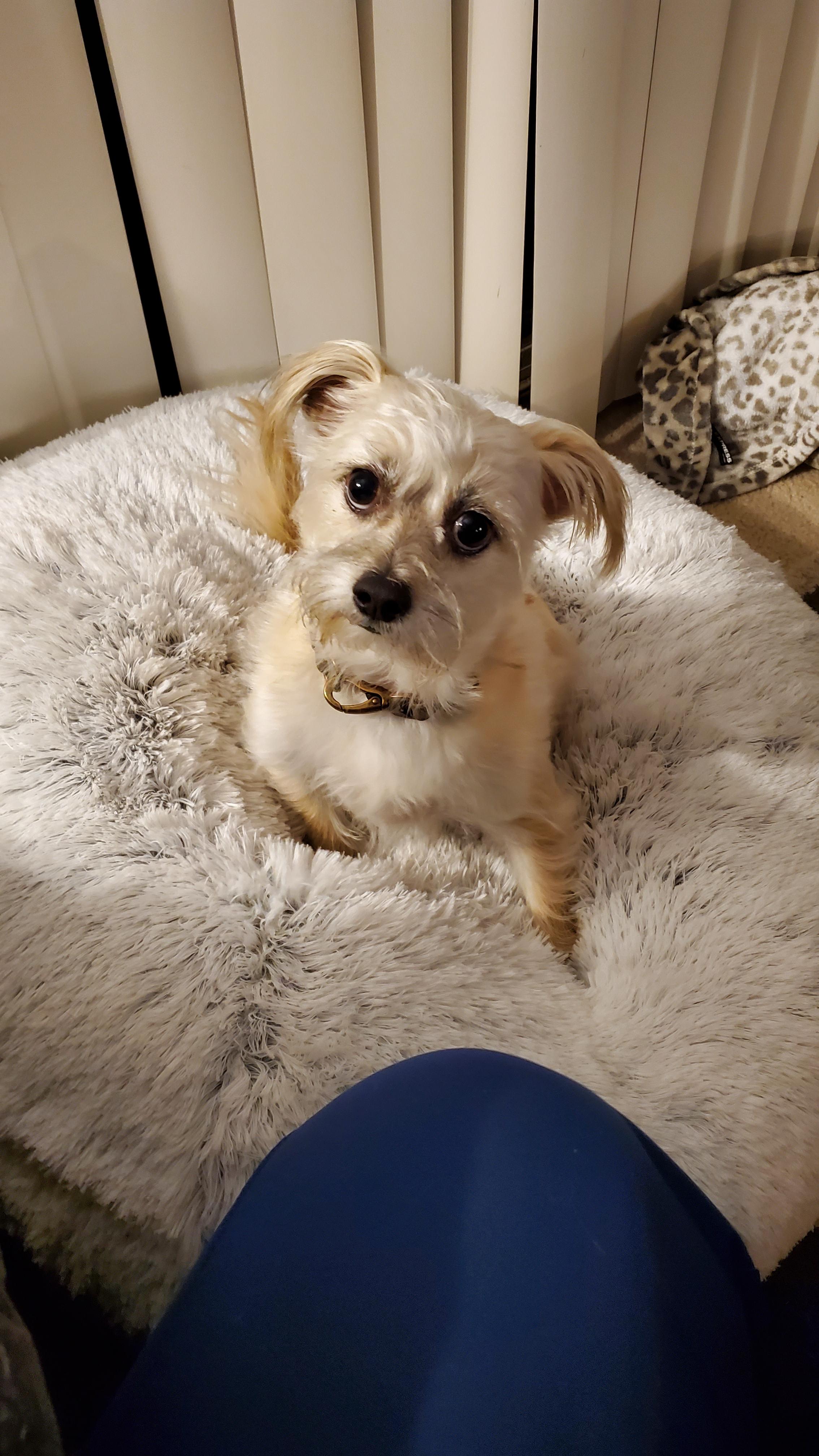 Wilbert A Male Dog Lost 6850, Rosemont Drive, Lucerne, California