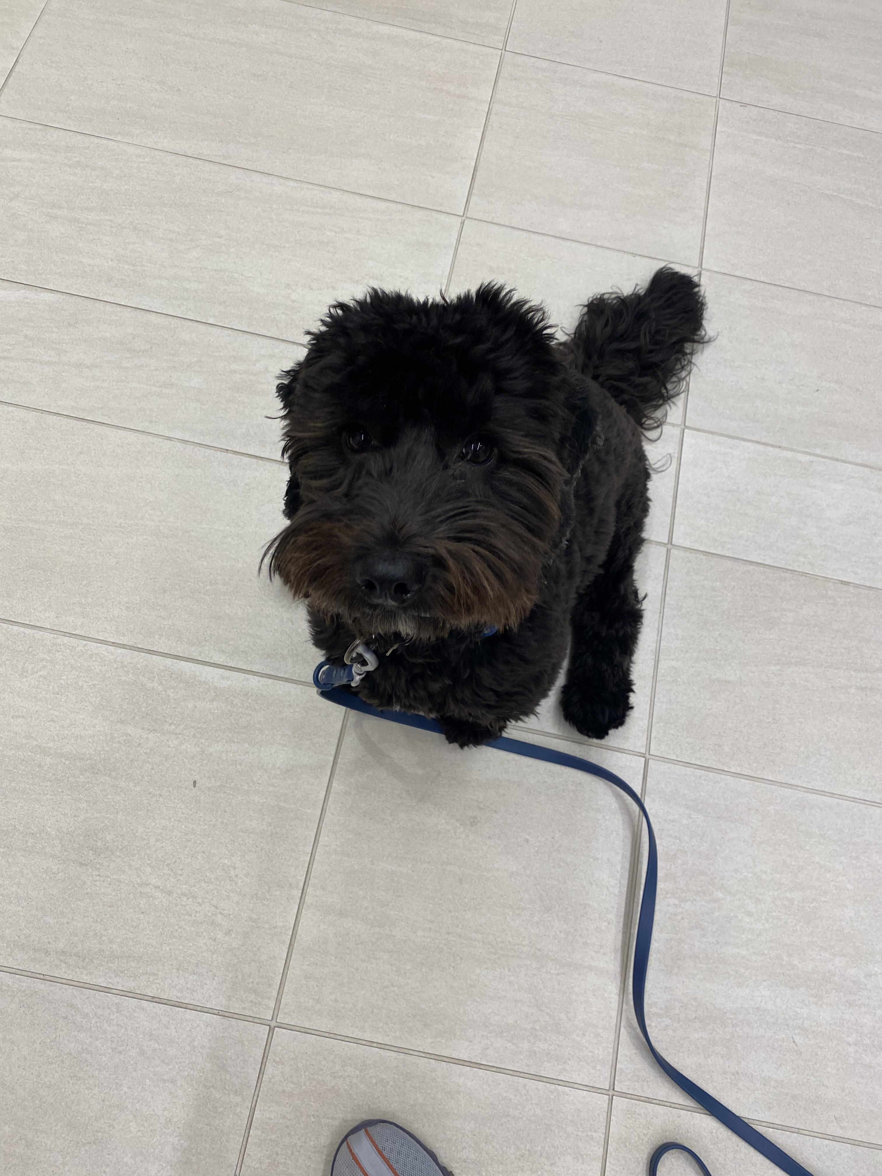 https://pawmaw-images.s3.ap-southeast-1.amazonaws.com/uploads/pets_image/lost_122256.jpeg