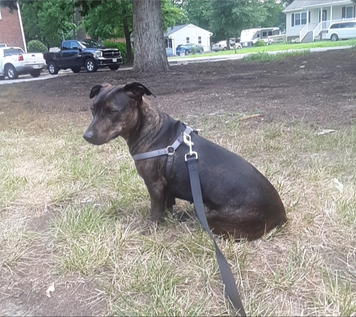 https://pawmaw-images.s3.ap-southeast-1.amazonaws.com/uploads/pets_image/lost_122303.jpeg