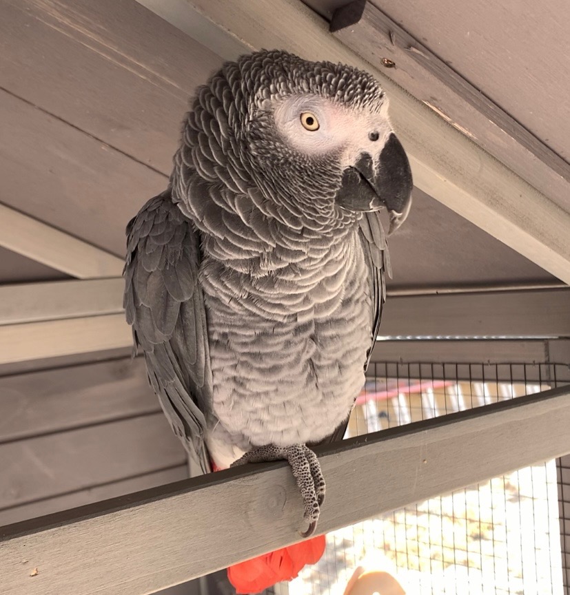 Ollie - A Male Bird Lost - Sedge Court, San Diego, California, 92129 ...