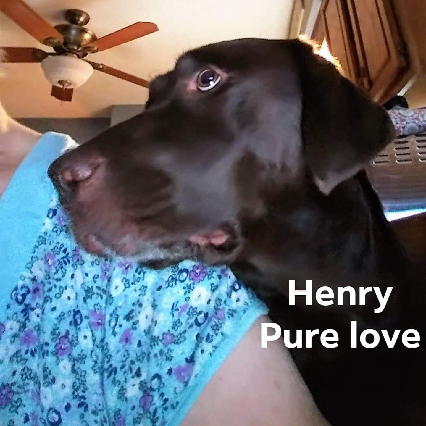 https://pawmaw-images.s3.ap-southeast-1.amazonaws.com/uploads/pets_image/lost_122846.jpg