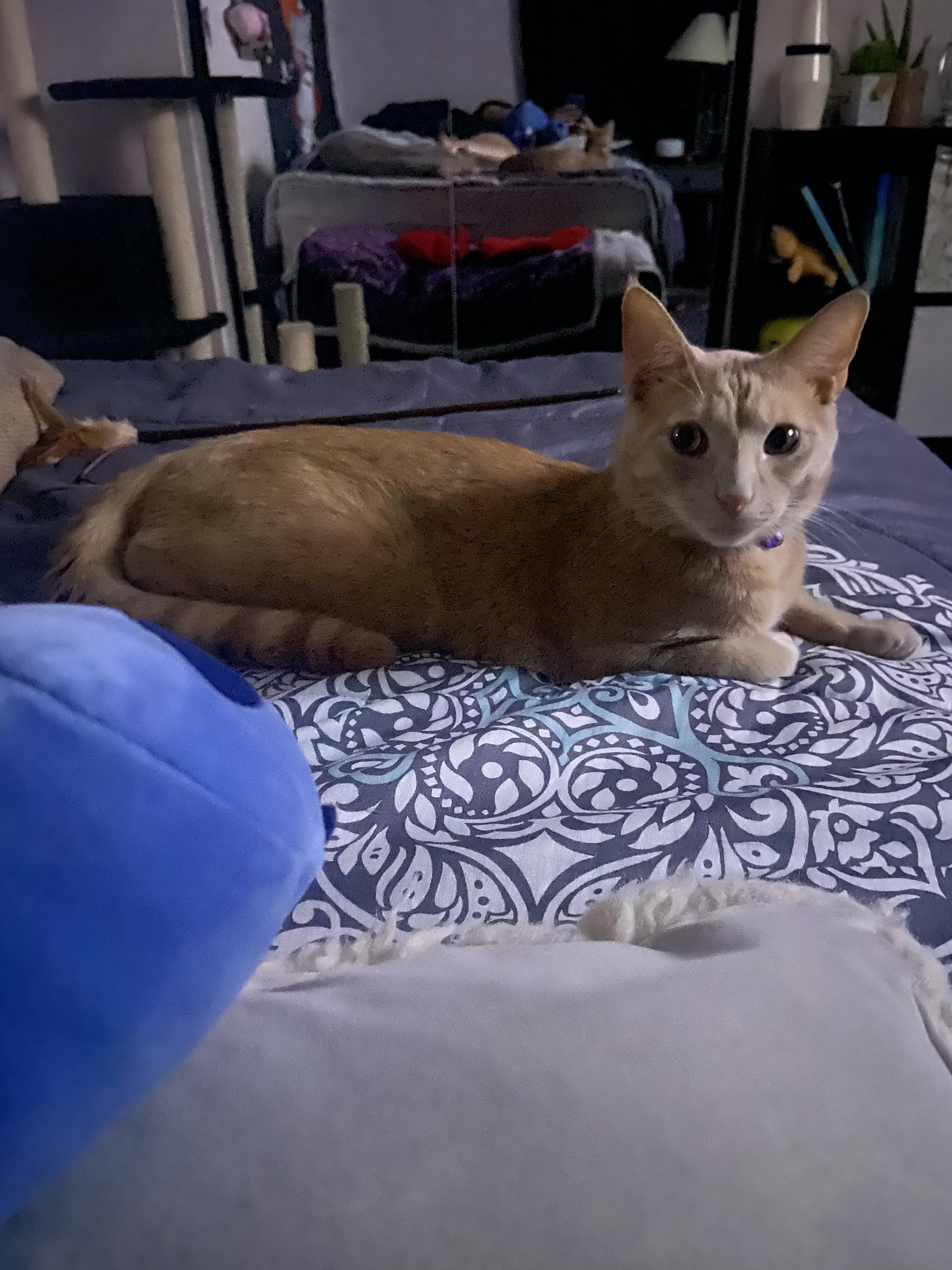 https://pawmaw-images.s3.ap-southeast-1.amazonaws.com/uploads/pets_image/lost_122876.jpeg
