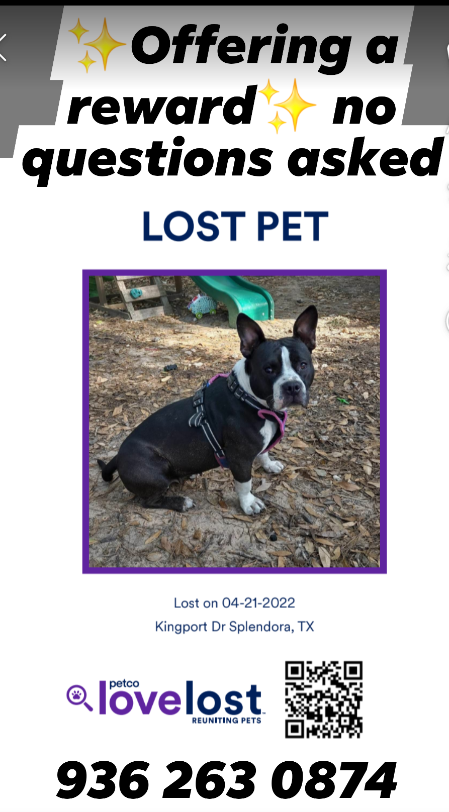 Lea A Female Dog Lost Coralberry Road, The Woodlands, Texas, 77381