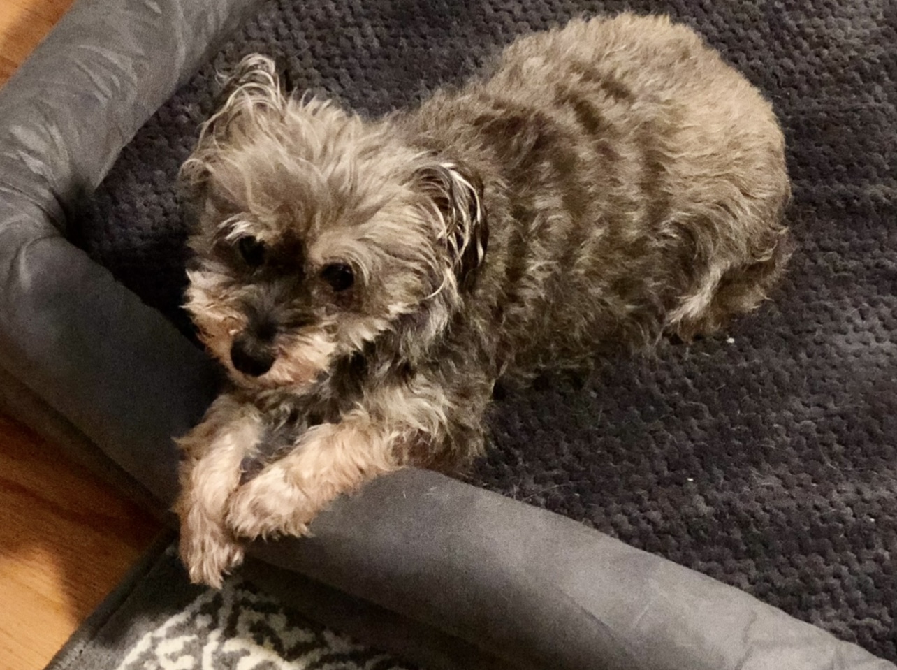 https://pawmaw-images.s3.ap-southeast-1.amazonaws.com/uploads/pets_image/lost_123777.jpeg