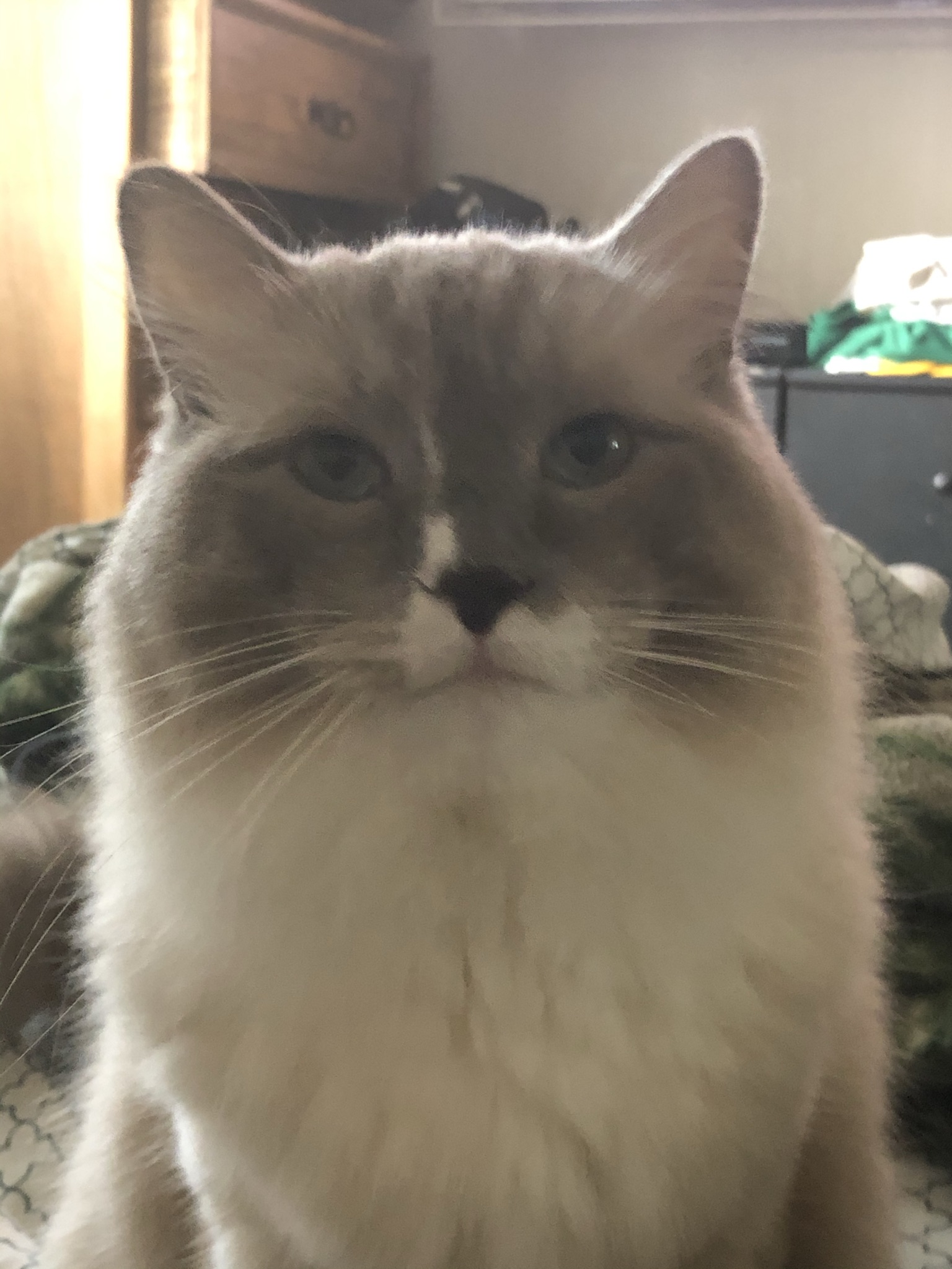 Gino - A Male Cat Lost - 13800, Parkcenter Lane, Tustin, California