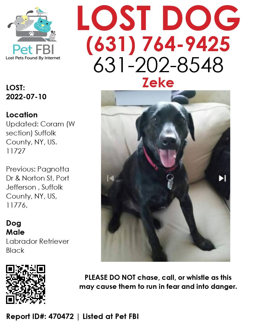 Lost chocolate hot sale lab male