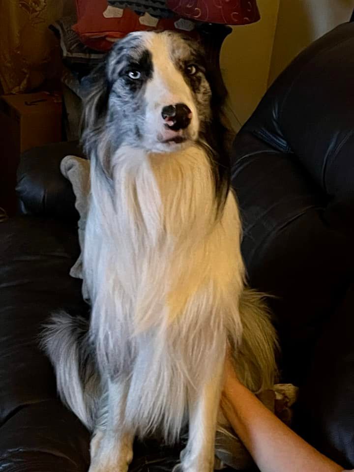 https://pawmaw-images.s3.ap-southeast-1.amazonaws.com/uploads/pets_image/lost_124769.jpg