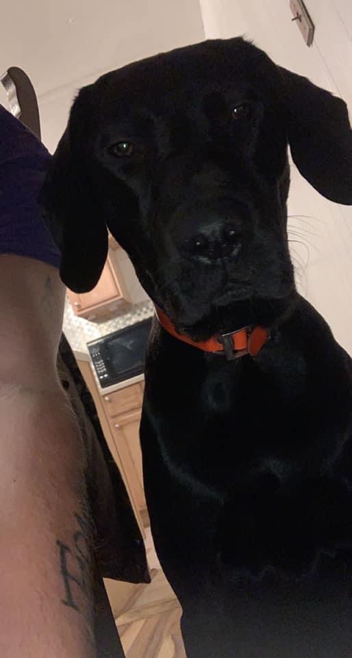 https://pawmaw-images.s3.ap-southeast-1.amazonaws.com/uploads/pets_image/lost_125059.jpeg