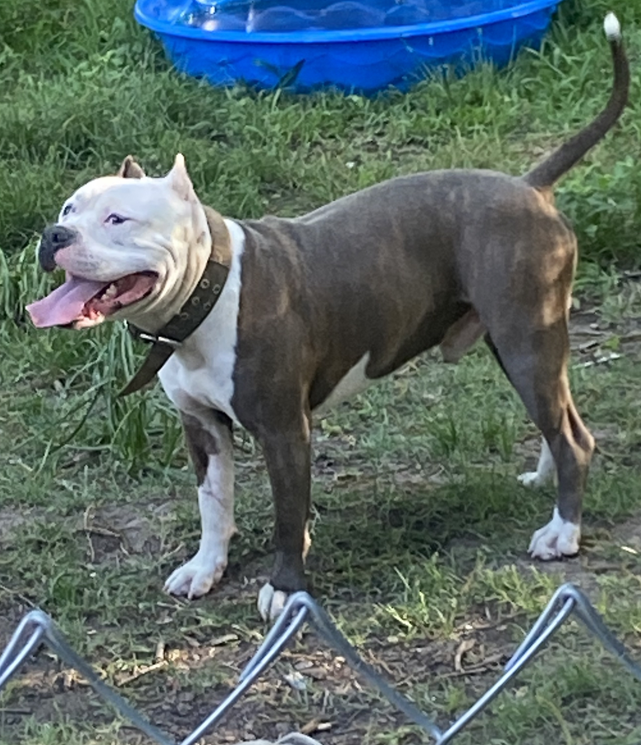https://pawmaw-images.s3.ap-southeast-1.amazonaws.com/uploads/pets_image/lost_125203.jpeg