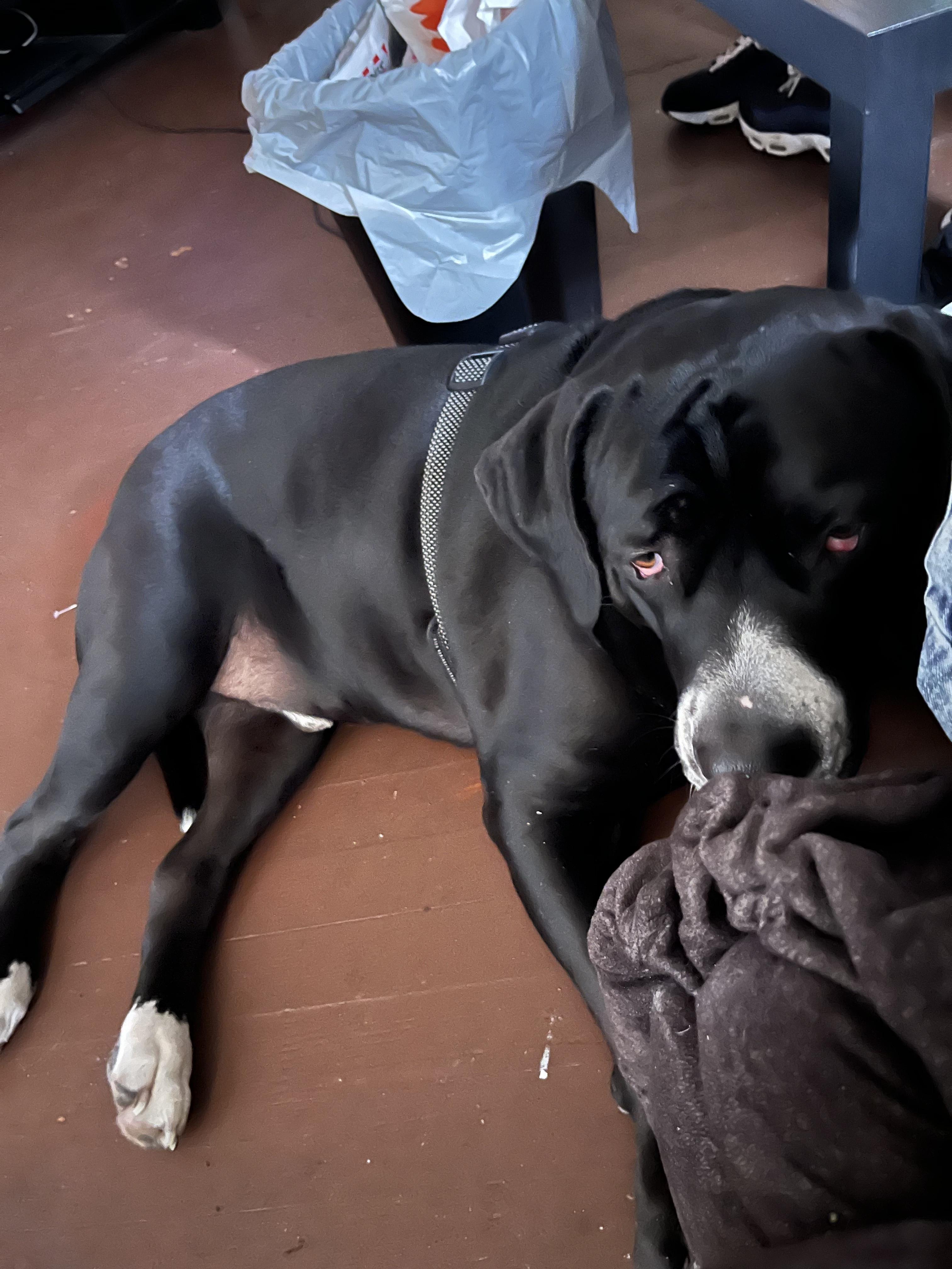 https://pawmaw-images.s3.ap-southeast-1.amazonaws.com/uploads/pets_image/lost_125391.jpeg