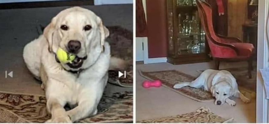 https://pawmaw-images.s3.ap-southeast-1.amazonaws.com/uploads/pets_image/lost_125922.jpg