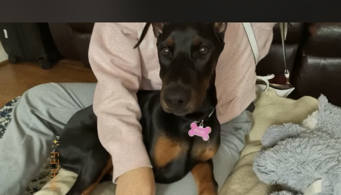 https://pawmaw-images.s3.ap-southeast-1.amazonaws.com/uploads/pets_image/lost_126154.jpeg