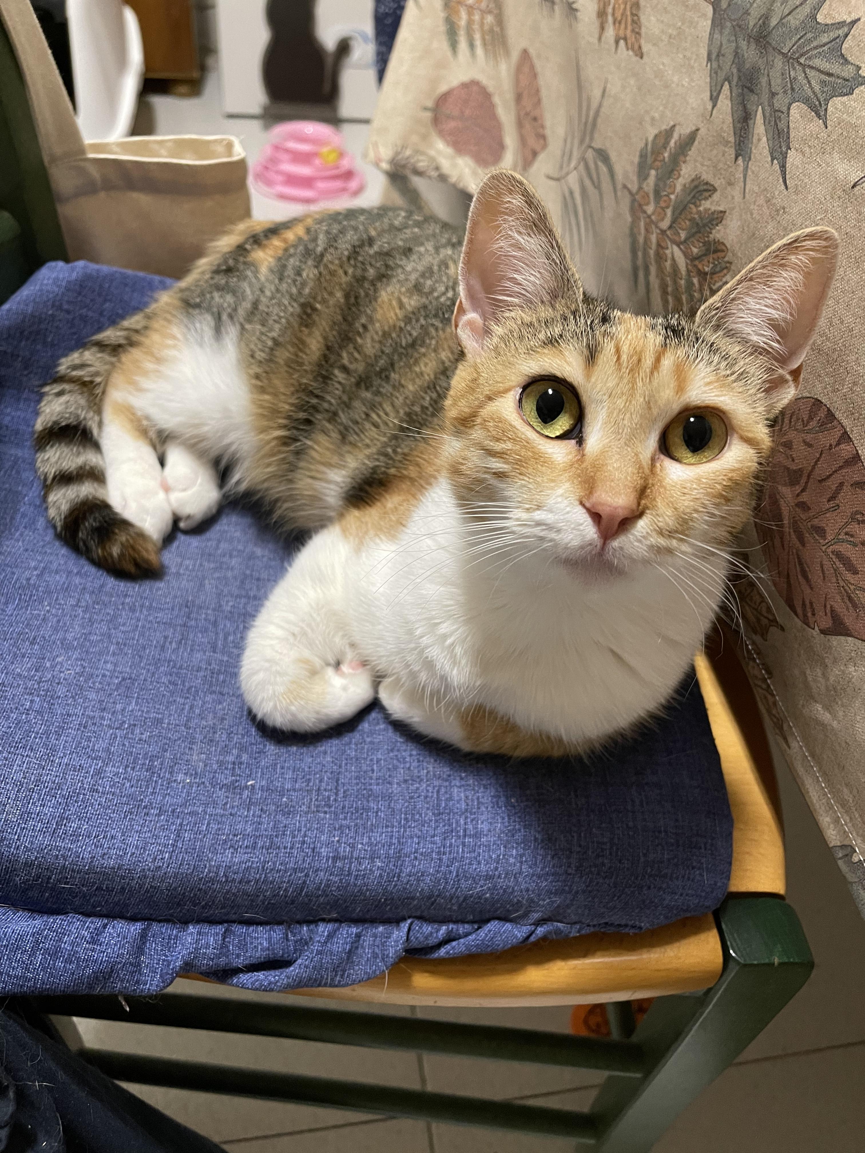 https://pawmaw-images.s3.ap-southeast-1.amazonaws.com/uploads/pets_image/lost_126161.jpeg