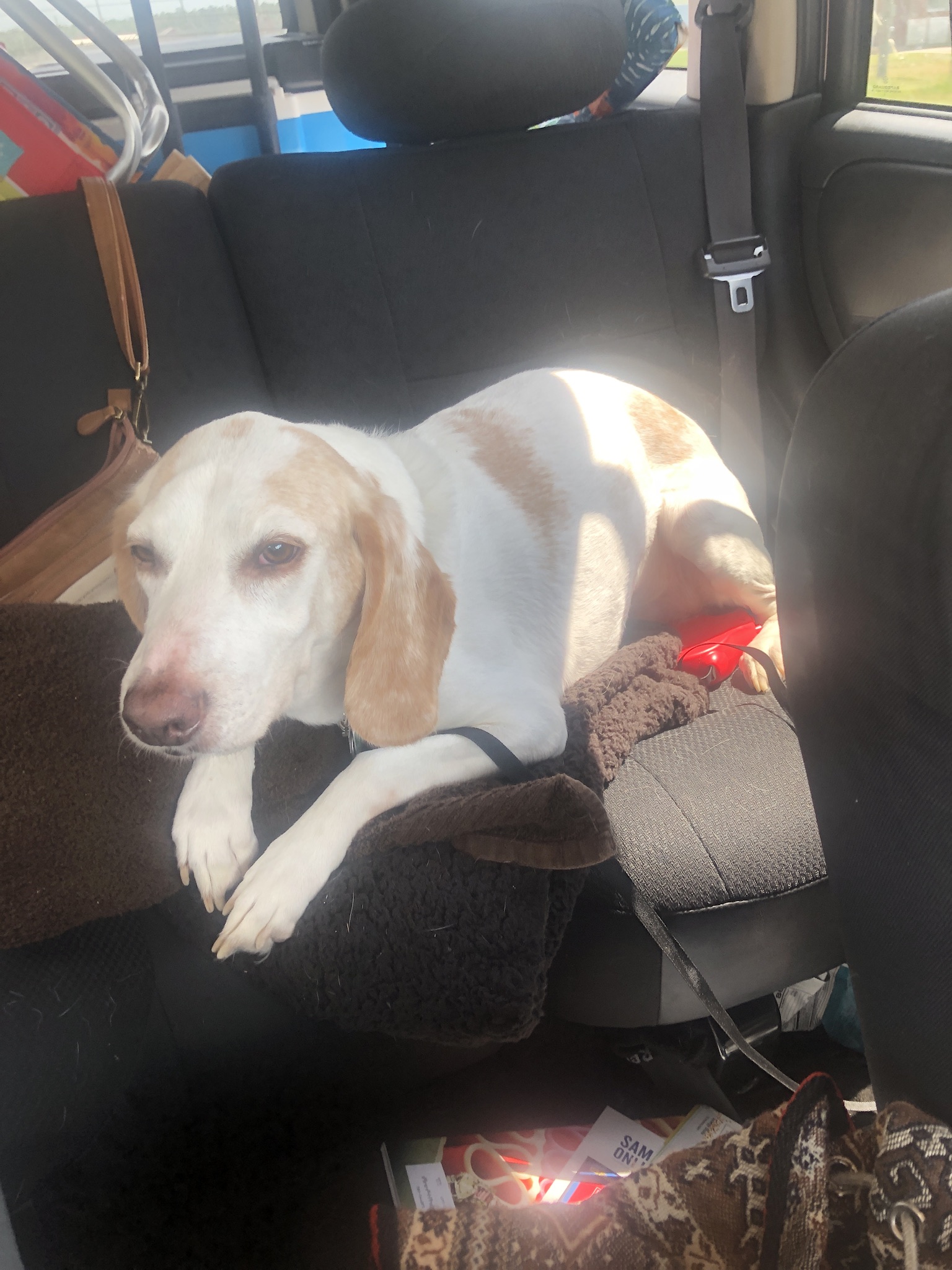 https://pawmaw-images.s3.ap-southeast-1.amazonaws.com/uploads/pets_image/lost_126181.jpeg