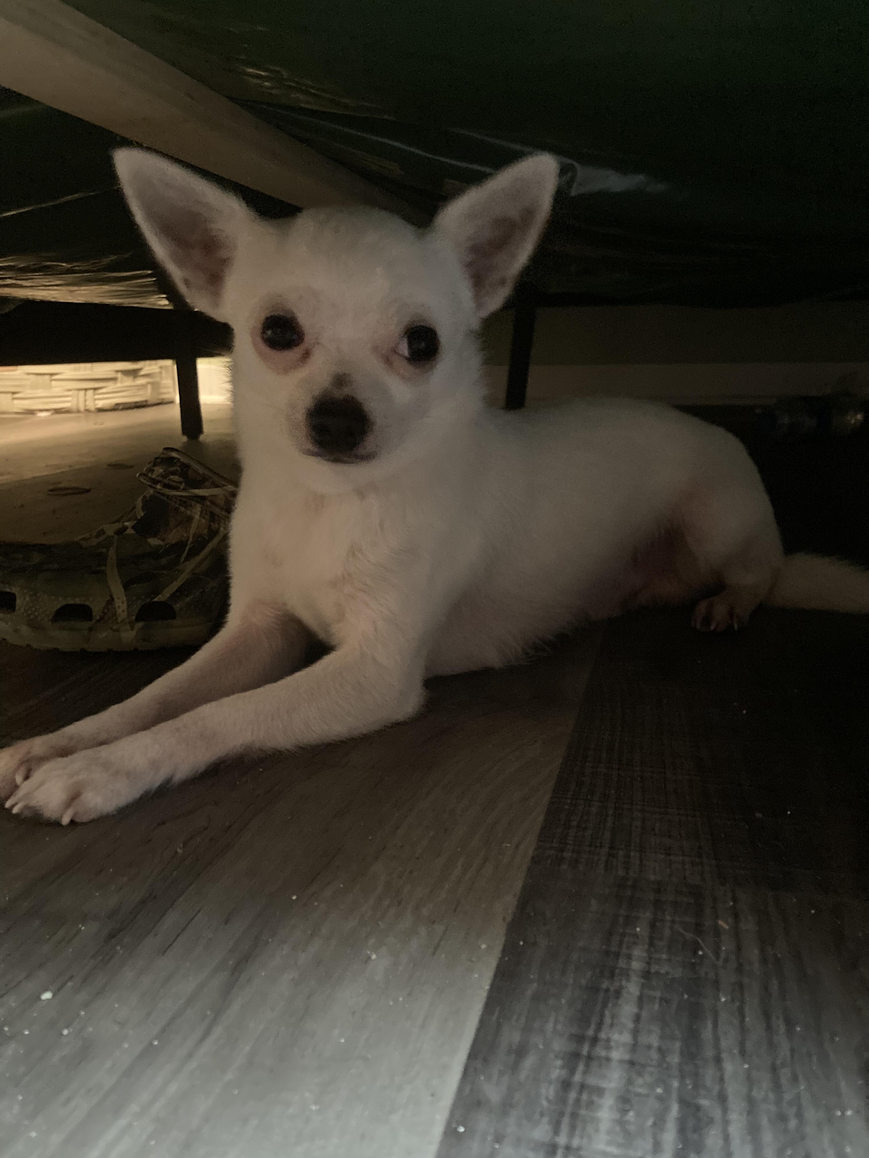 https://pawmaw-images.s3.ap-southeast-1.amazonaws.com/uploads/pets_image/lost_126196.jpeg